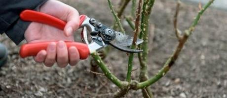 Marzec to czas na przycinanie drzew i krzewów - 22.03.2021