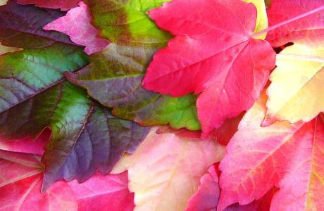 parthenocissus-quinquefolia-67099_960_720.jpg