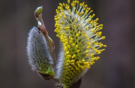 pixaba-com-pussy-willow-1304510_1920-1024x576.jpg