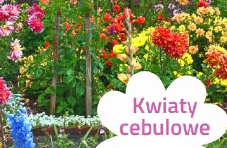 kwiaty cebulowe-webinarium 3.03.2022.jpg